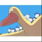Eleven Cats and an Albatross